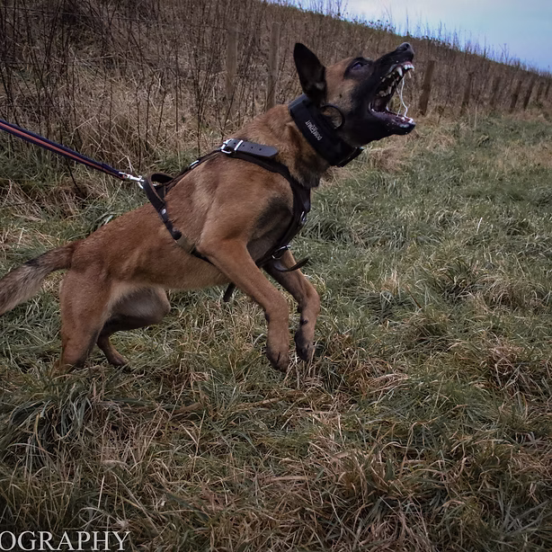 Dog photography portfolio