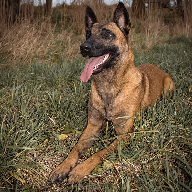 Dog photography portfolio