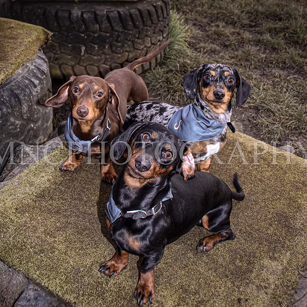 Dog training gallery