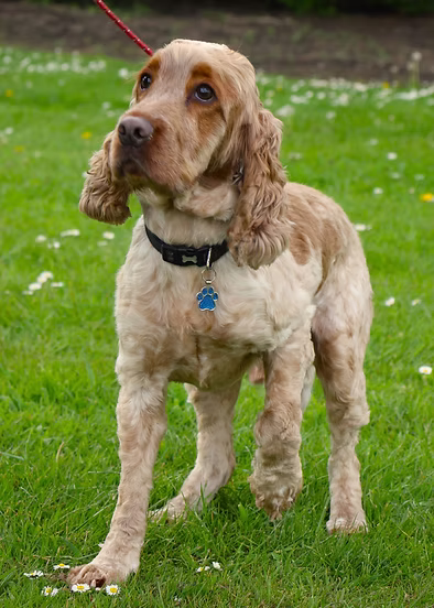 Lisa dog Two Cockers