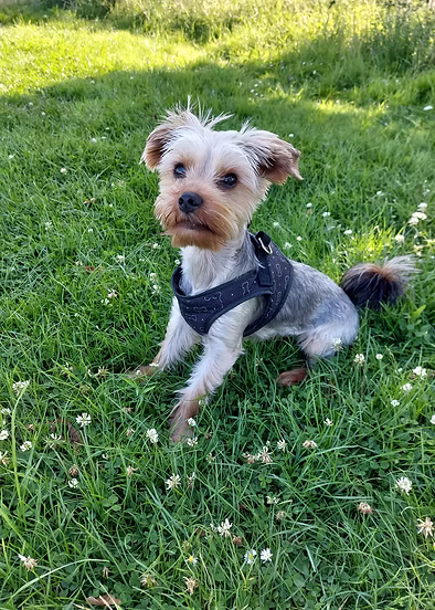 Ewelina dog Happy Pup