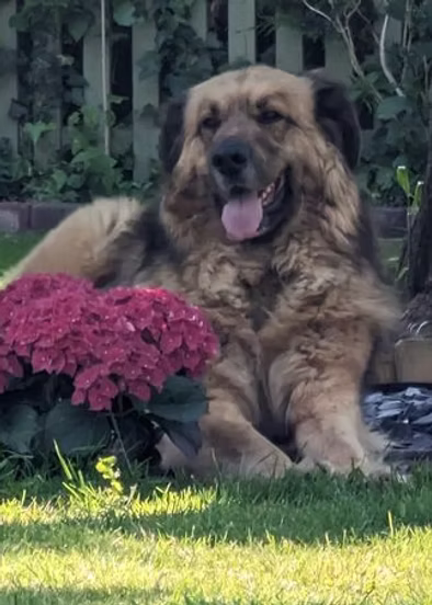 Isabelle dog Leo Mix